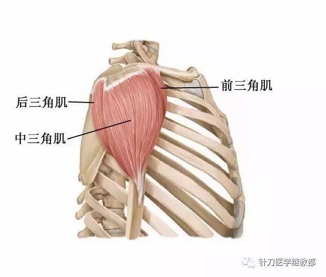 个位置:锁骨内侧半,肩峰和肩胛冈 远侧端附着于肱骨中段外侧的三角肌