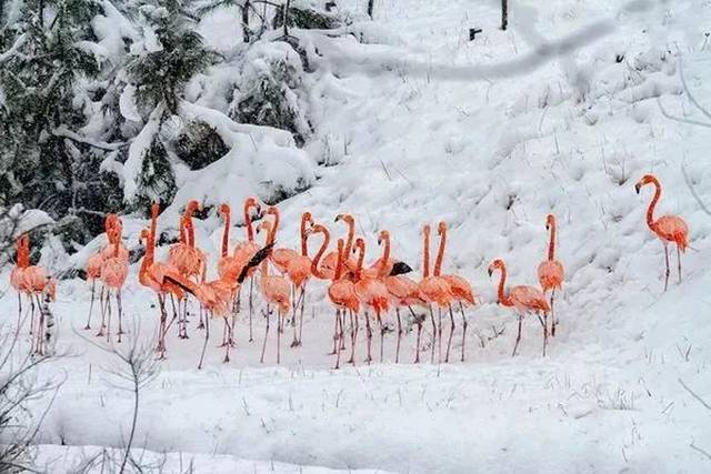 3℃!第一场大雪!暴雪!即将突袭安徽!中央气象台最新发布··