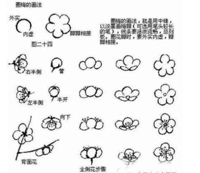 【吐血整理】基础教程:写意梅花的各种画法