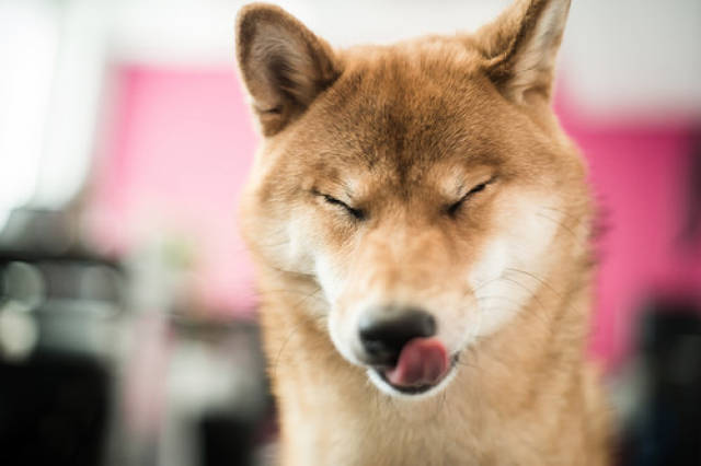 狗狗用止痒激素,狗身痒用止痒激素