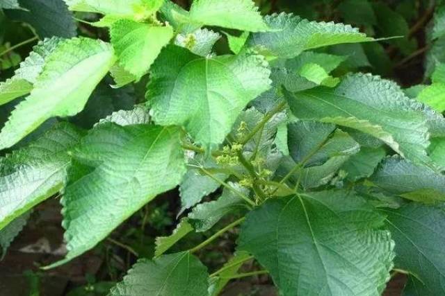 以前农村给猪吃的这种野菜,如今却被农民广泛种植,产值过亿