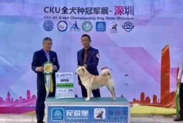 田园犬CKU夺冠 今起定名为中国唐狗 将走向世