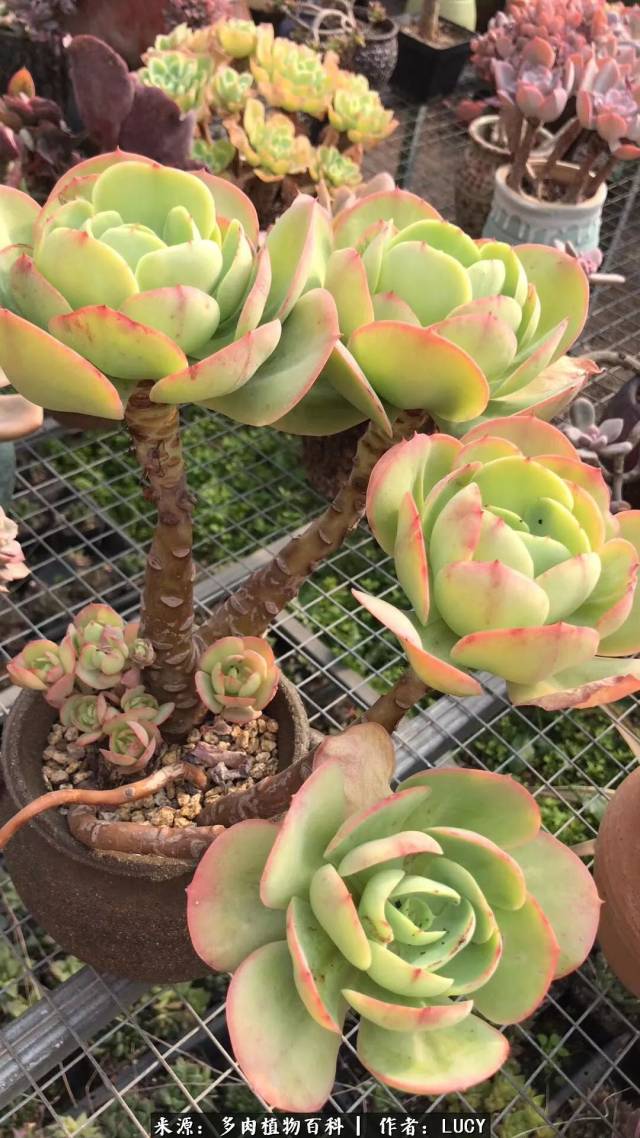 柠檬玫瑰