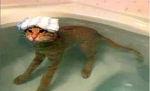 主人放好洗澡水,猫自己主动自己泡澡,带上毛巾变身"中年大叔"