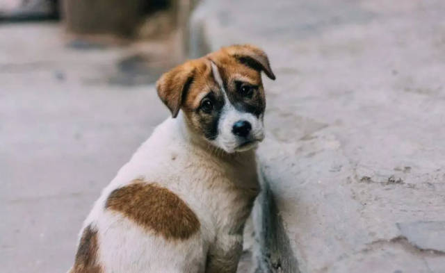 中华田园犬一夕蝶变为中国唐狗 城市驱赶令能