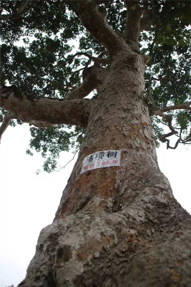 还有文楼增显村700多年树龄的乌榄树,早已列入保护名录.