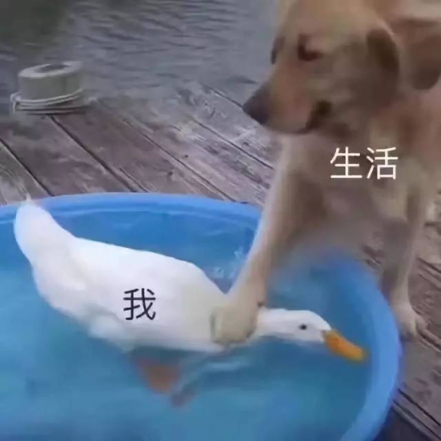 生活vs我:掐住命运的咽喉!哈哈哈哈哈