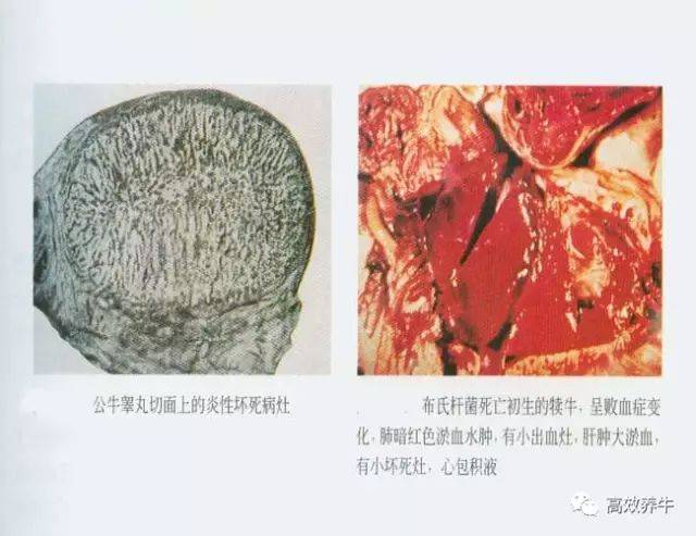 牛群得了布病,会自愈吗?(千万小心)