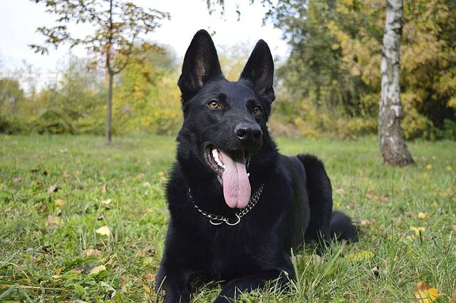 被称为东北黑驴的狼犬,能力指数已超德牧,被欧美关注