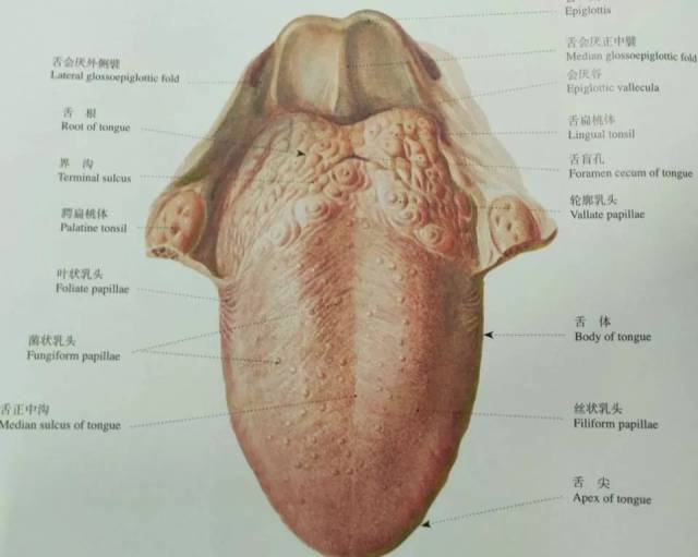 舌尖尝甜,舌根尝苦?真相原来是这样