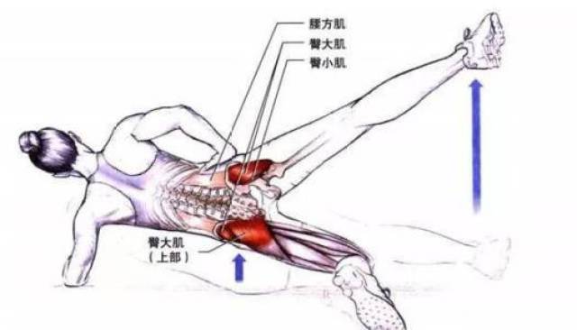 热身动作: ①臀桥拉伸(2组,每组20次) ②弹力带侧向行走(2组,每组