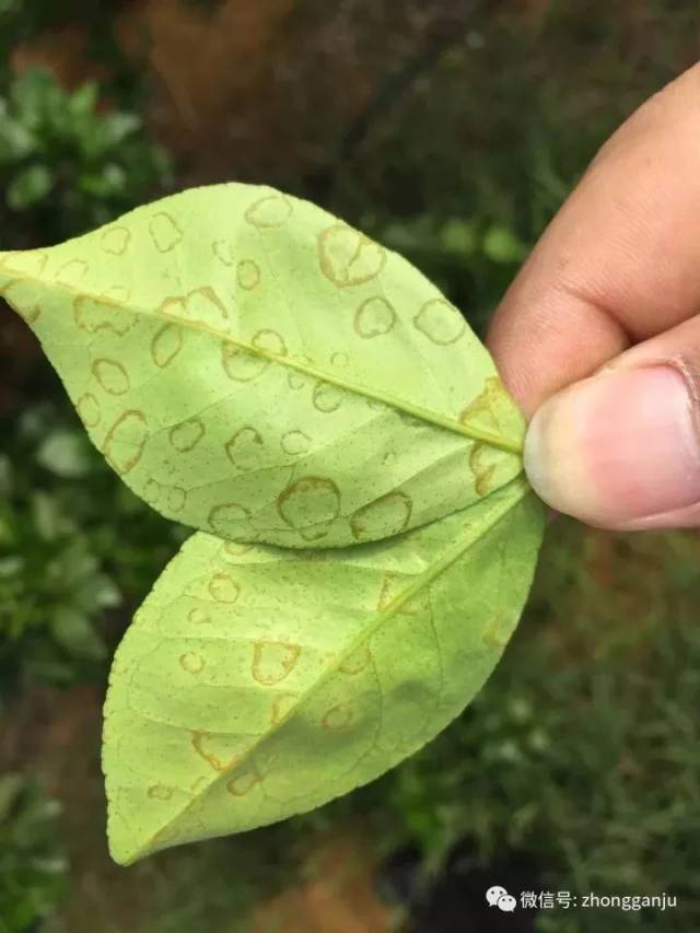 黄化!柑橘黄化的三个方面和十八大原因,你要清楚