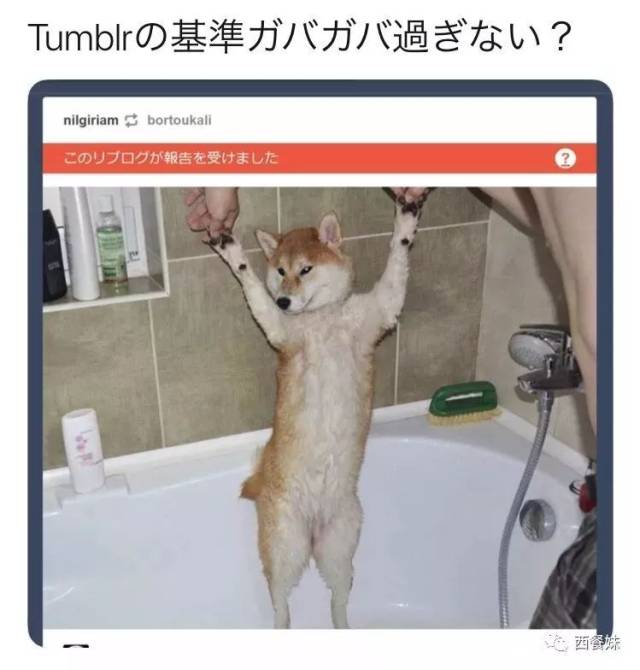 全网“最色情”社交网站凉了！突然下架成人内容，30万男网友愤怒抗