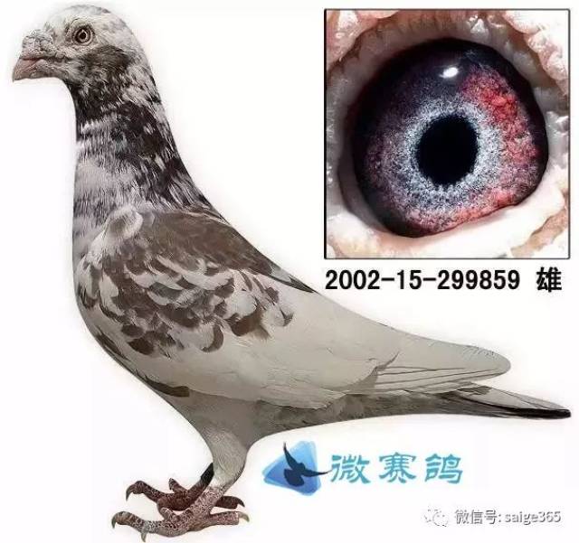 说起"眼志",比利时和荷兰的鸽友都嗤之以鼻,奉劝大家也是一笑置之.