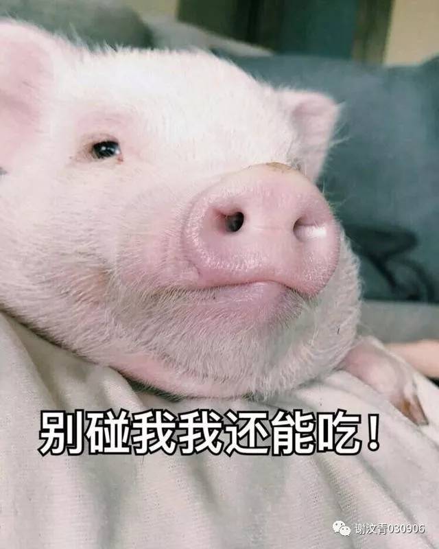 谢汶青的搞笑小说:猪的冤情