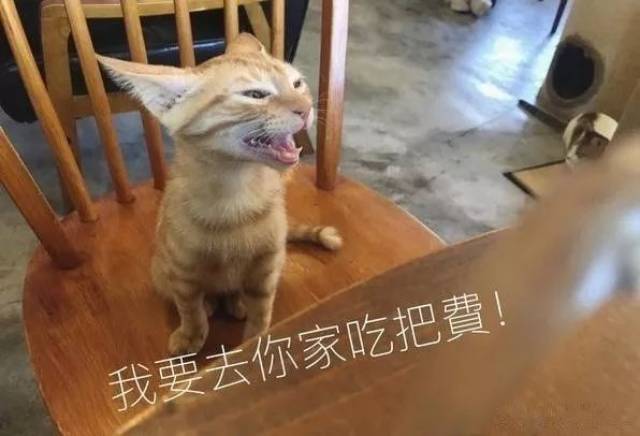 老公拒收新猫,遭到一系列表情包轰炸,大橘猫表情笑翻人