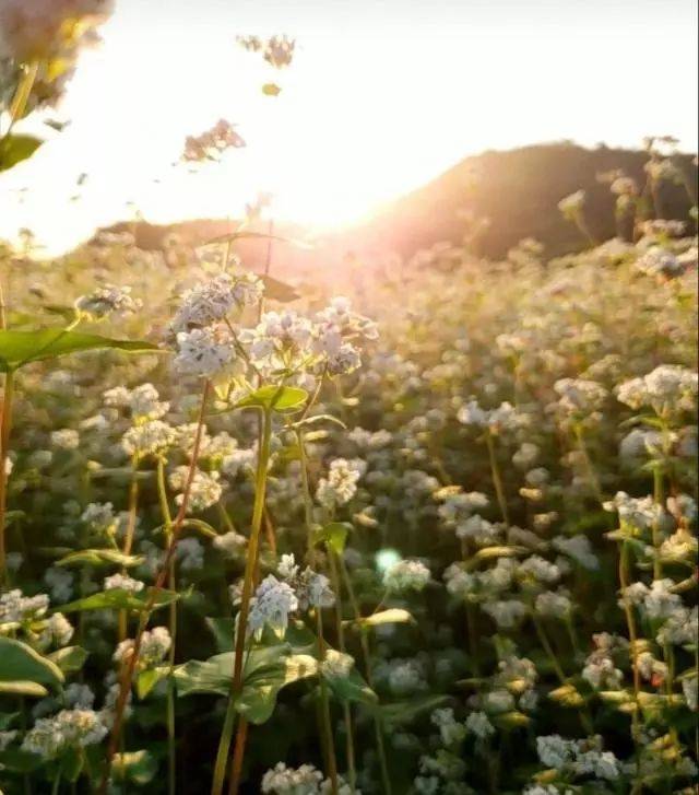 不用去济州岛,给你一片荞麦花海|广州周边最美《鬼怪》拍摄地