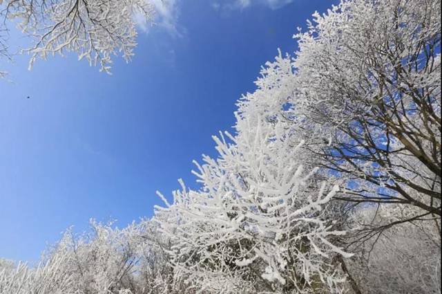 成都真的下雪了!还有绵阳,巴中今日的雪景大片