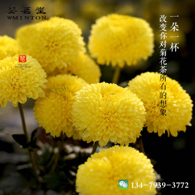 金丝皇菊苗 婺源皇菊苗,你为何只长"花芽"不开花?