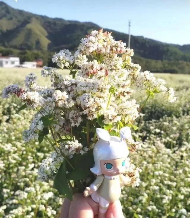 不用去济州岛,给你一片荞麦花海|广州周边最美《鬼怪》拍摄地