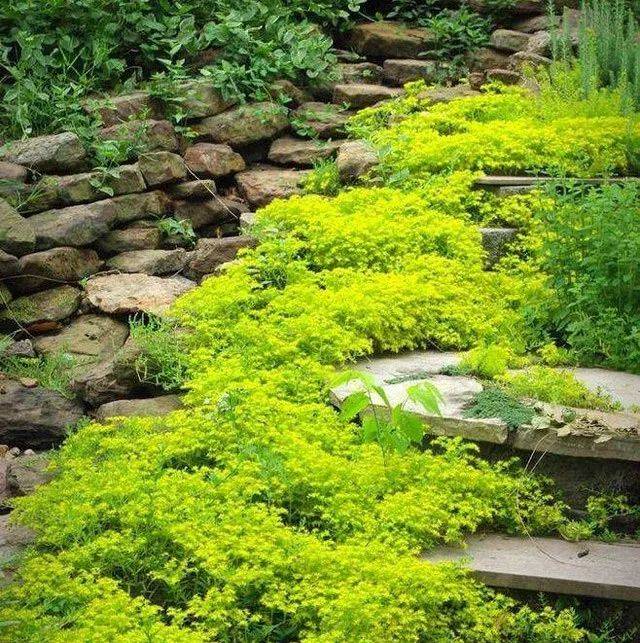 雨水花园里的植物们(地被花卉篇)