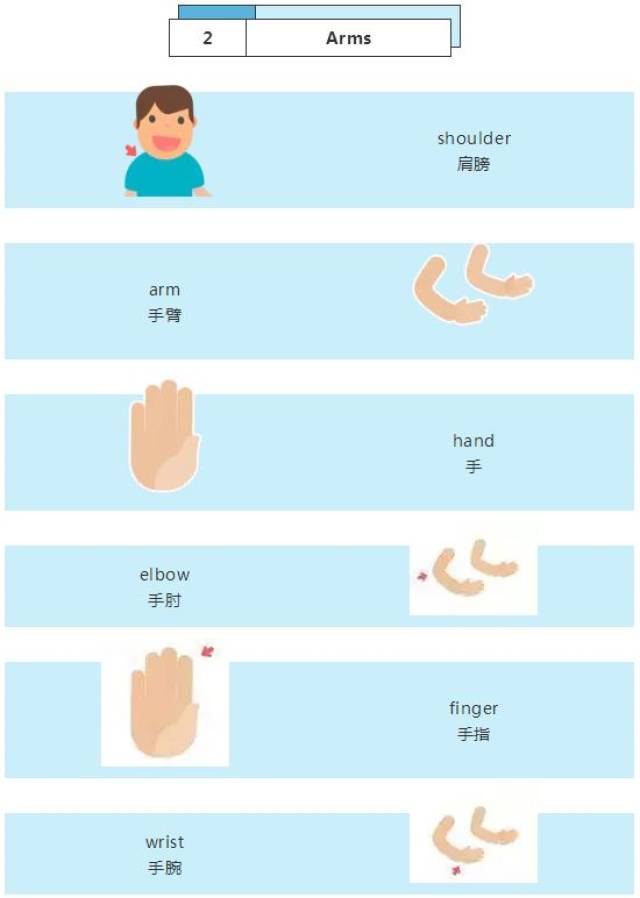 head and shoulder knees and toes 头,肩膀,膝盖,脚趾 knees and