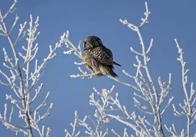 今日大雪:琉璃世界白雪红梅,调养身体开春打虎