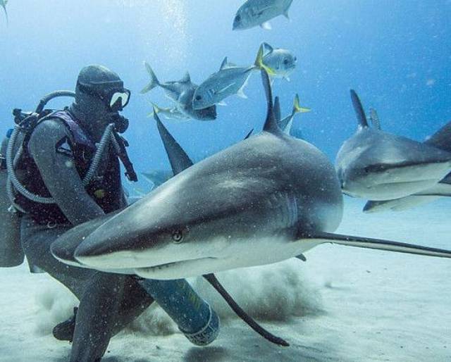 鲨鱼凶狠的朝着潜水员咬了过去,结果潜水员的举措让大家都惊了!