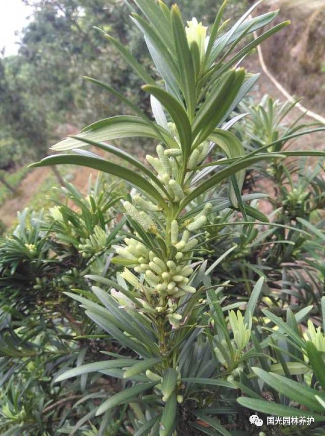 【国光微讲堂】几种植物生长调节剂对罗汉松疏果的探索试验