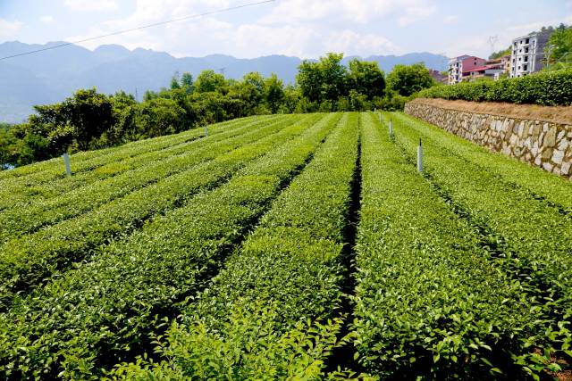 峡州碧峰高标准茶园.