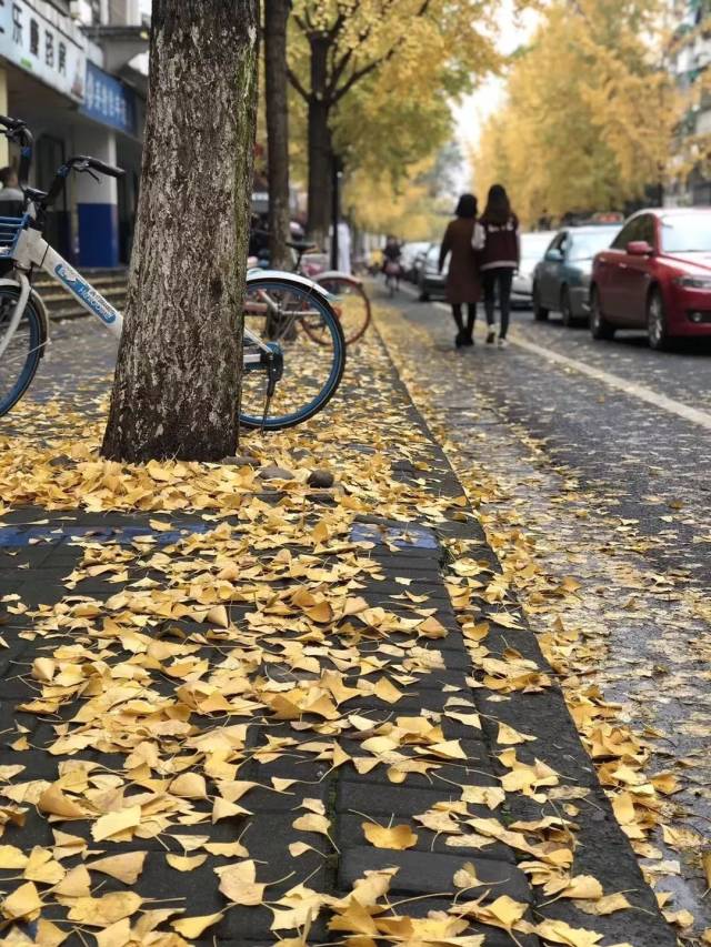 杭州明天入冬!最强冷空气今晚到,这些地方要下雪.