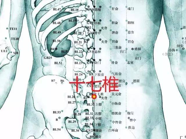 补隐白(或灸),则能升举下陷之阳,配灸 十七椎(经外奇穴)温阳益肾则