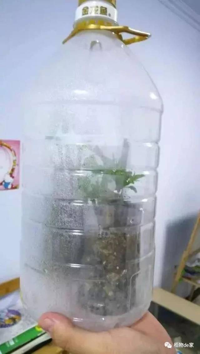 家里的塑料油桶别扔,有3个"妙用",种菜效率高,扦插生根快!