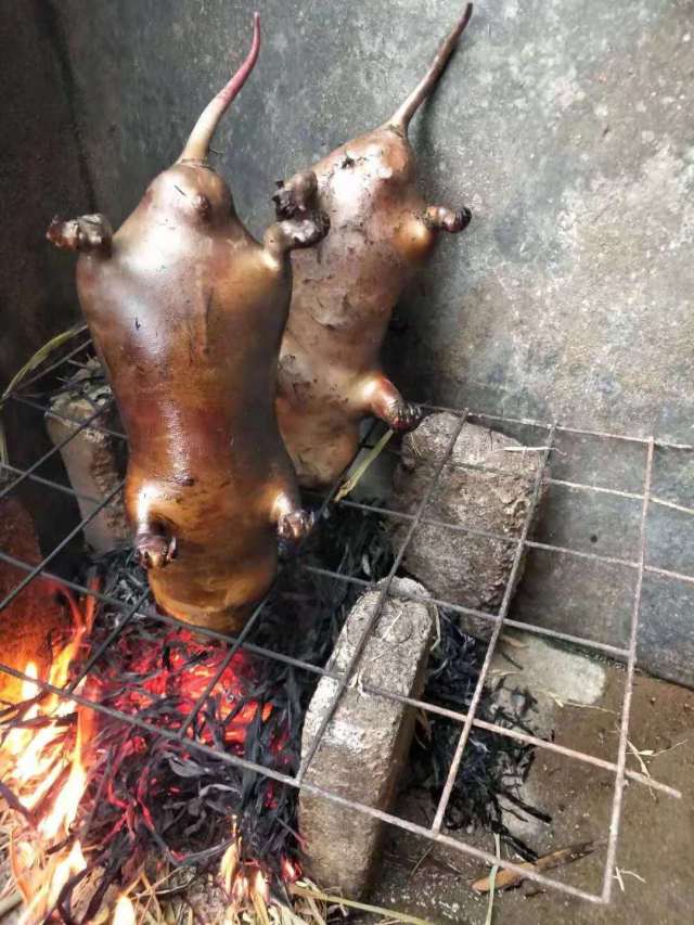 寻味中国之私房生焖竹鼠,你吃过吗?