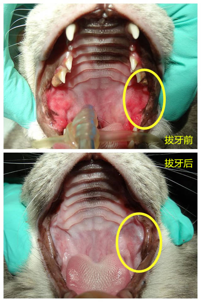研究显示,口炎猫咪 经过外科拔除前臼齿和臼齿,约有6-8成可痊愈或改善