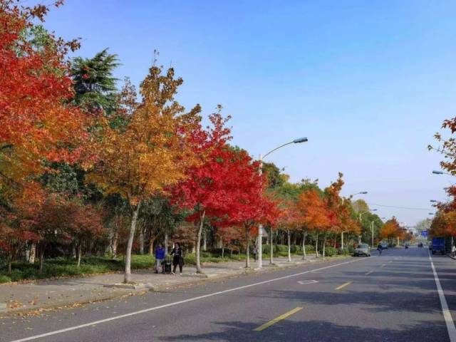 下沙网红街景—学林街枫香,刷爆你的朋友圈!