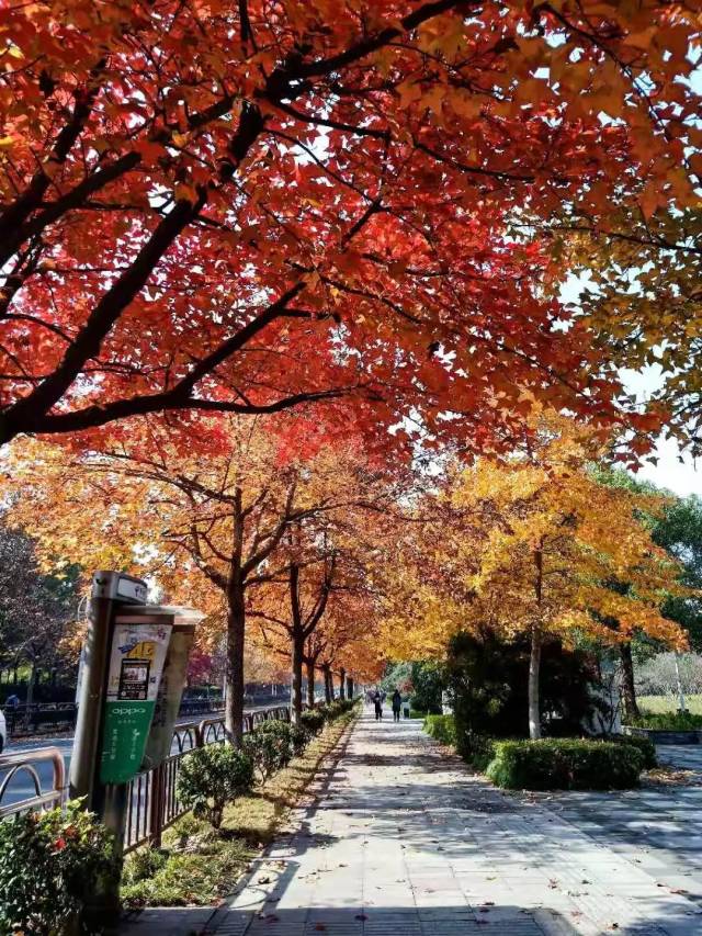 下沙网红街景—学林街枫香,刷爆你的朋友圈!