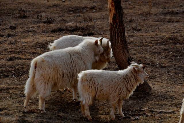 荞面饸饹羊腥汤,死死活活相跟上,陕西小吃之