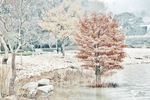 大雪|何时仗尔看南雪,我与梅花两白头.