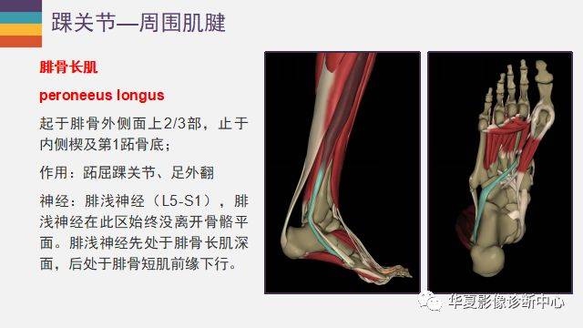 最近大家都在学习踝关节,如此详细的解剖,再也不担心看不懂了(一)