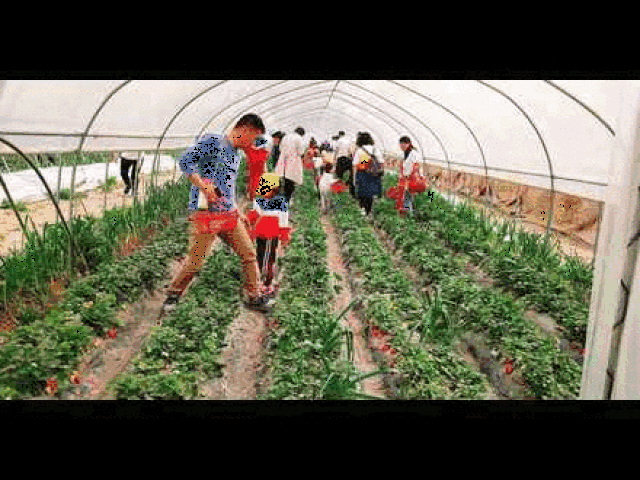 甜蜜草莓季！阜阳这个地方草莓熟了