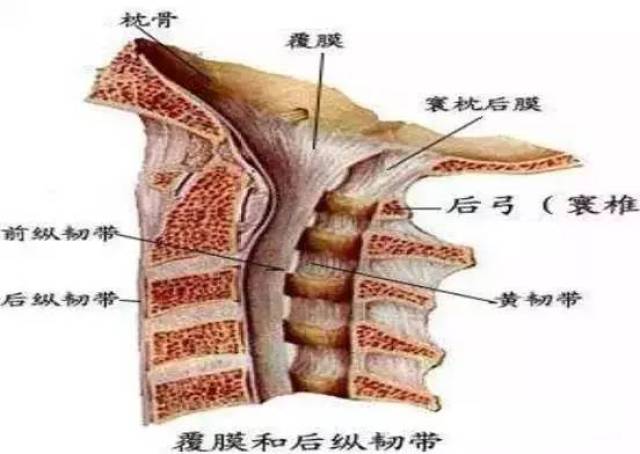 颈椎解剖全解!