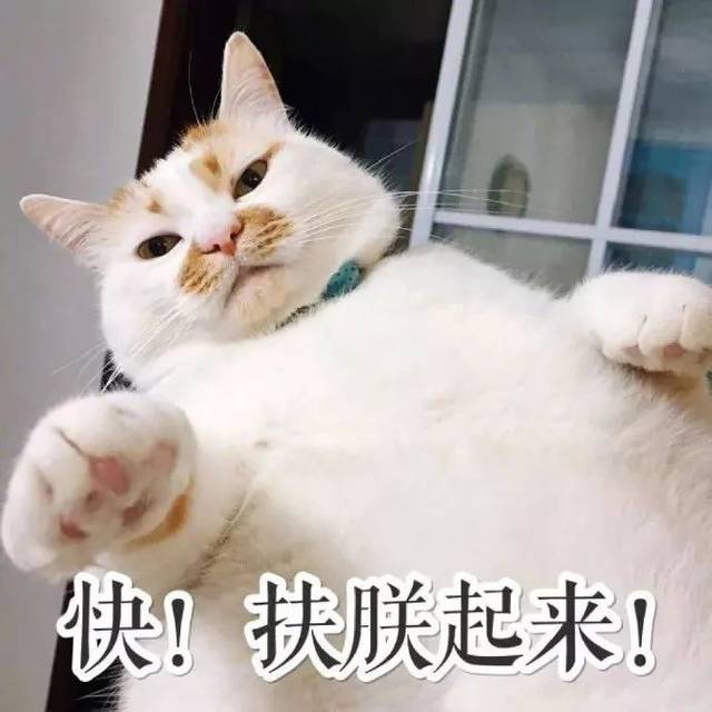 猫咪表情包第二波丨美丽的皮囊and有趣的灵魂,朕都有!