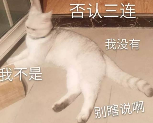 猫咪表情包第二波丨美丽的皮囊and有趣的灵魂,朕都有!