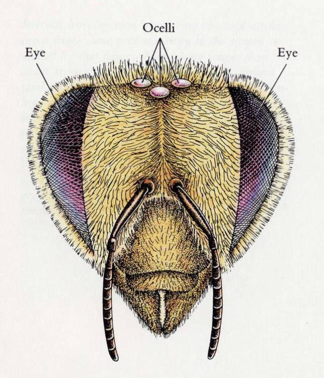 蜜蜂有一对复眼,另外还有三只单眼,单眼呈三角排列,蜂眼用来感受光度