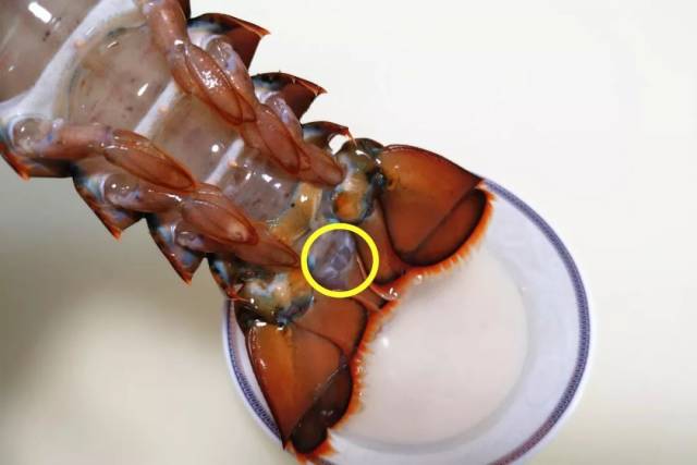 龙虾头里墨绿色的东西到底是啥?能吃吗?