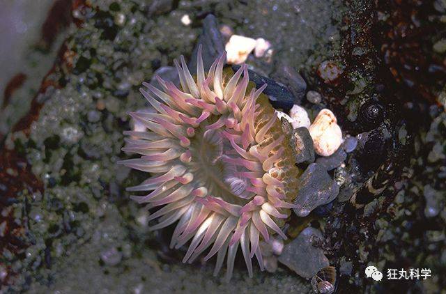 海洋生物能有多奇葩?答案都在沿海居民的餐桌上