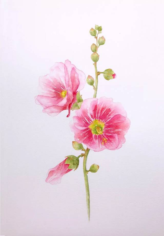 3分钟,教你学画一枝"温和而坚定"的花——蜀葵