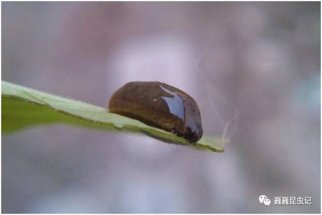 【虫趣点滴】高能预警!有一大波幼虫正在靠近(一)