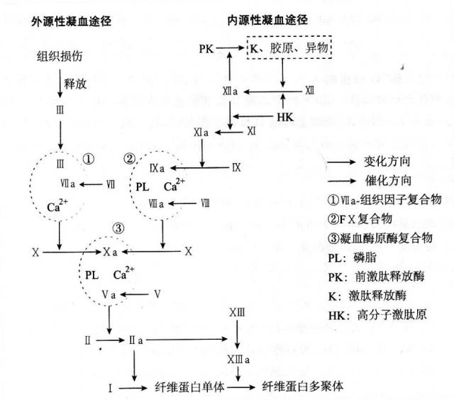 【解析】①外源性凝血途径是指血管受损时,暴露出组织因子(即fⅢ)而